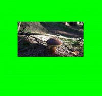 /album/fotogalerie-co-o-houbach-vim/ceska-vasen-jpg/